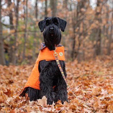 A black dog wearing an Up Country Orange Field Coat with reflective details in the woods.