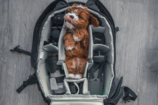 The Must Have Dog Travel Accessories