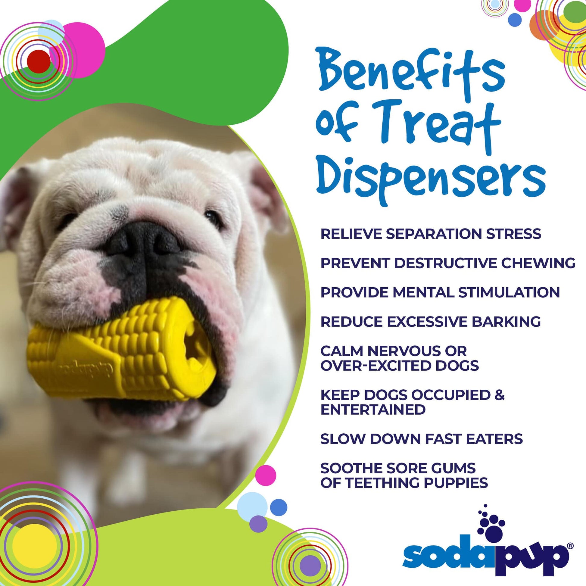 A bulldog cheerfully chews on a durable Corn on the Cob EDispenser from SodaPup. These veterinarian-approved treat dispensers relieve stress, prevent destructive chewing, provide mental stimulation, reduce barking, soothe gums, keep dogs occupied, and even dispense treats to slow fast eaters.