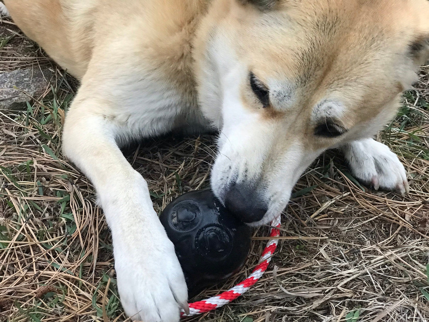 A dog happily chewing on a USA-K9 Skull Durable Rubber Chew Toy, Treat Dispenser, Reward Toy, Tug Toy, and Retrieving Toy - Pink by SodaPup.