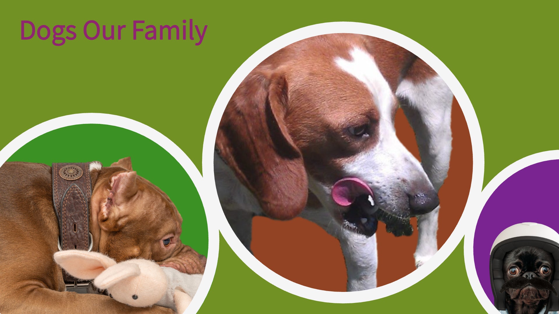 This is a picture of three dogs on a main website banner in three colorful circles.  Dogs Our Family.