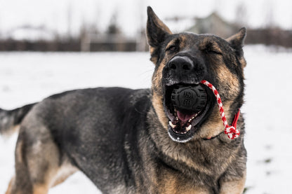 A German Shepherd stands on snow, playfully holding a SodaPup USA-K9 Magnum Black Stars and Stripes Ultra-Durable Rubber Chew, Reward, Tug & Retrieving Toy in its mouth—perfect for power chewers.