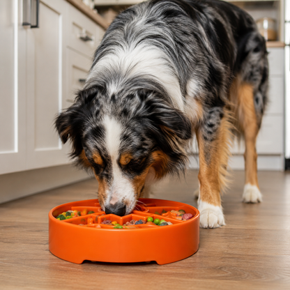 A dog with mottled black, gray, and white fur eats from a SodaPup Great Outdoors Design EBowl Enrichment Slow Feeder Bowl on the kitchen floor, promoting healthy, slower eating.
