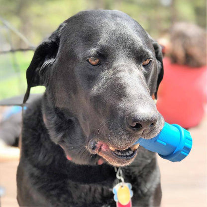 A black dog with a SodaPup ID Bone Durable Rubber Chew Toy and Treat Dispenser in his mouth.