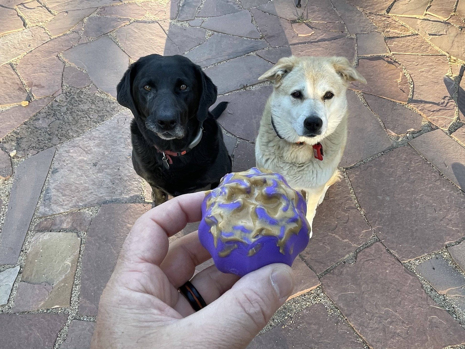 Two dogs standing next to a person holding a SodaPup Cross Bones Chew Toy and Treat Pocket.