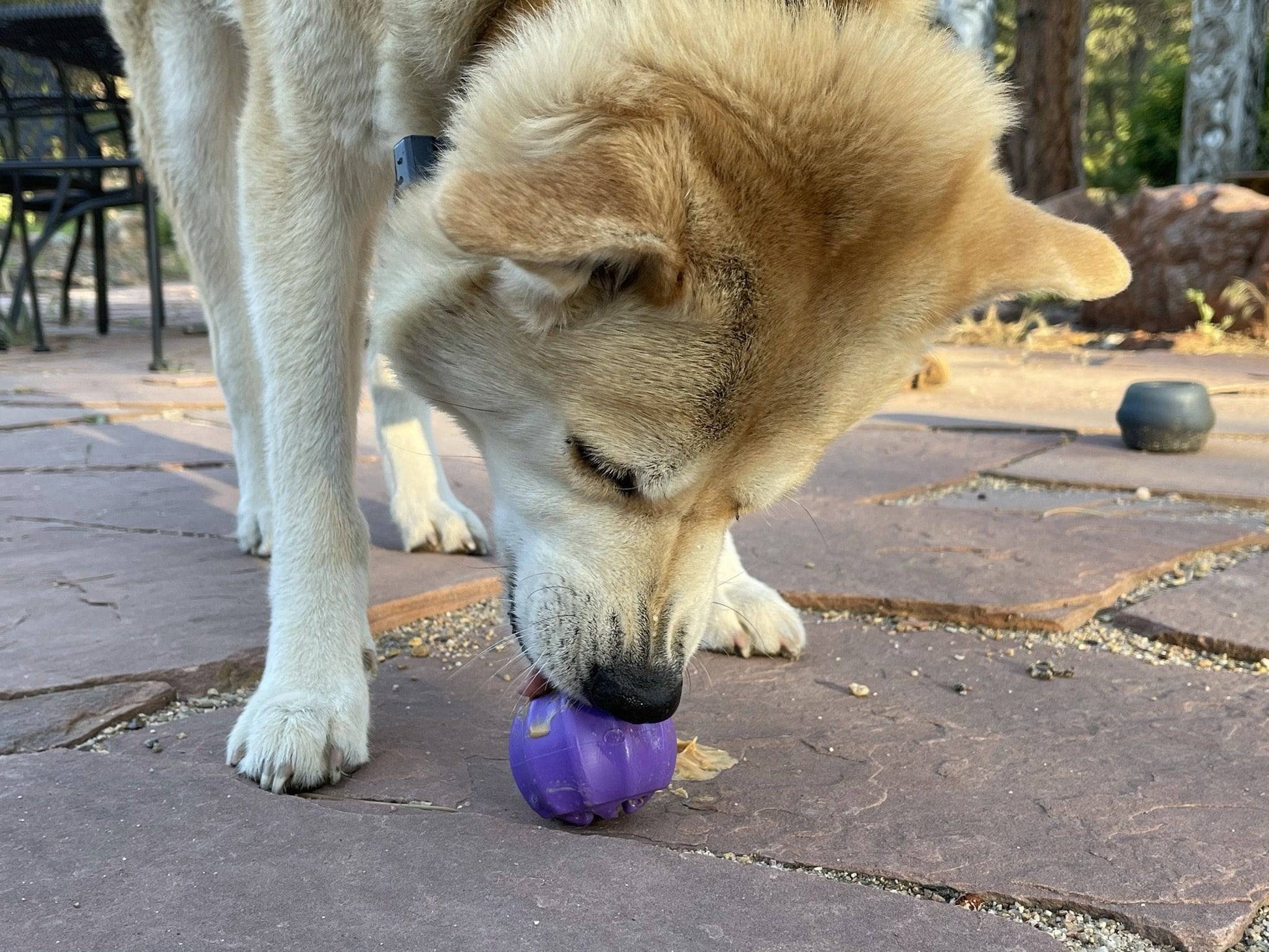 A dog enjoying a SodaPup Cross Bones Chew Toy and Treat Pocket.