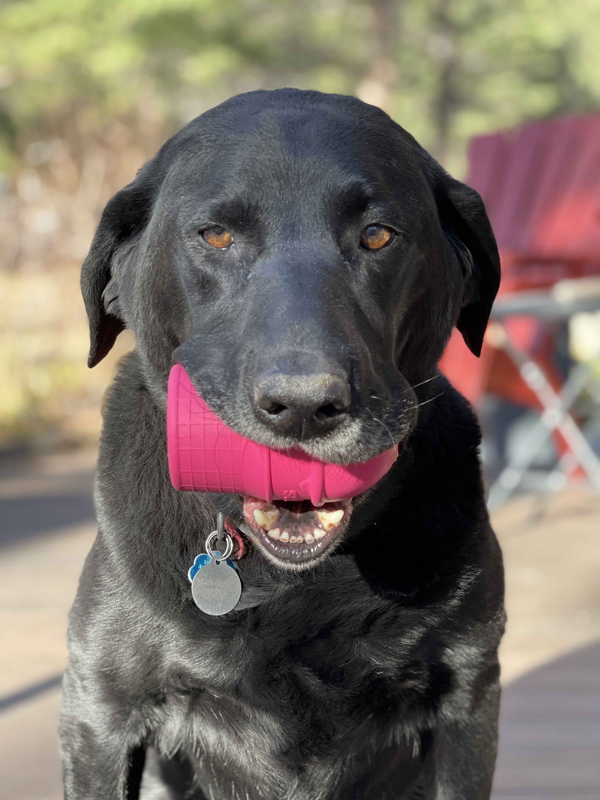 A black dog with a SodaPup Ice Cream Cone Durable Rubber Chew Toy and Treat Dispenser in his mouth.