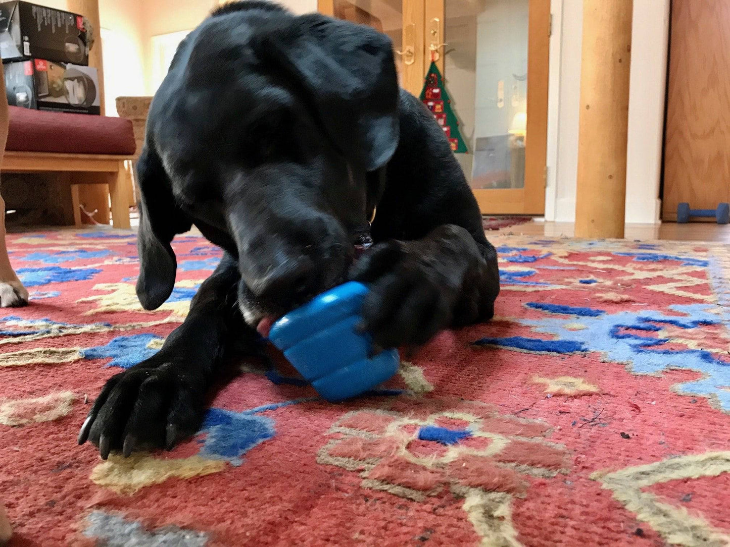 A black dog playing with a blue Space Capsule Durable Rubber Chew Toy & Treat Dispenser by SodaPup on a rug, while enjoying another SodaPup chew toy.