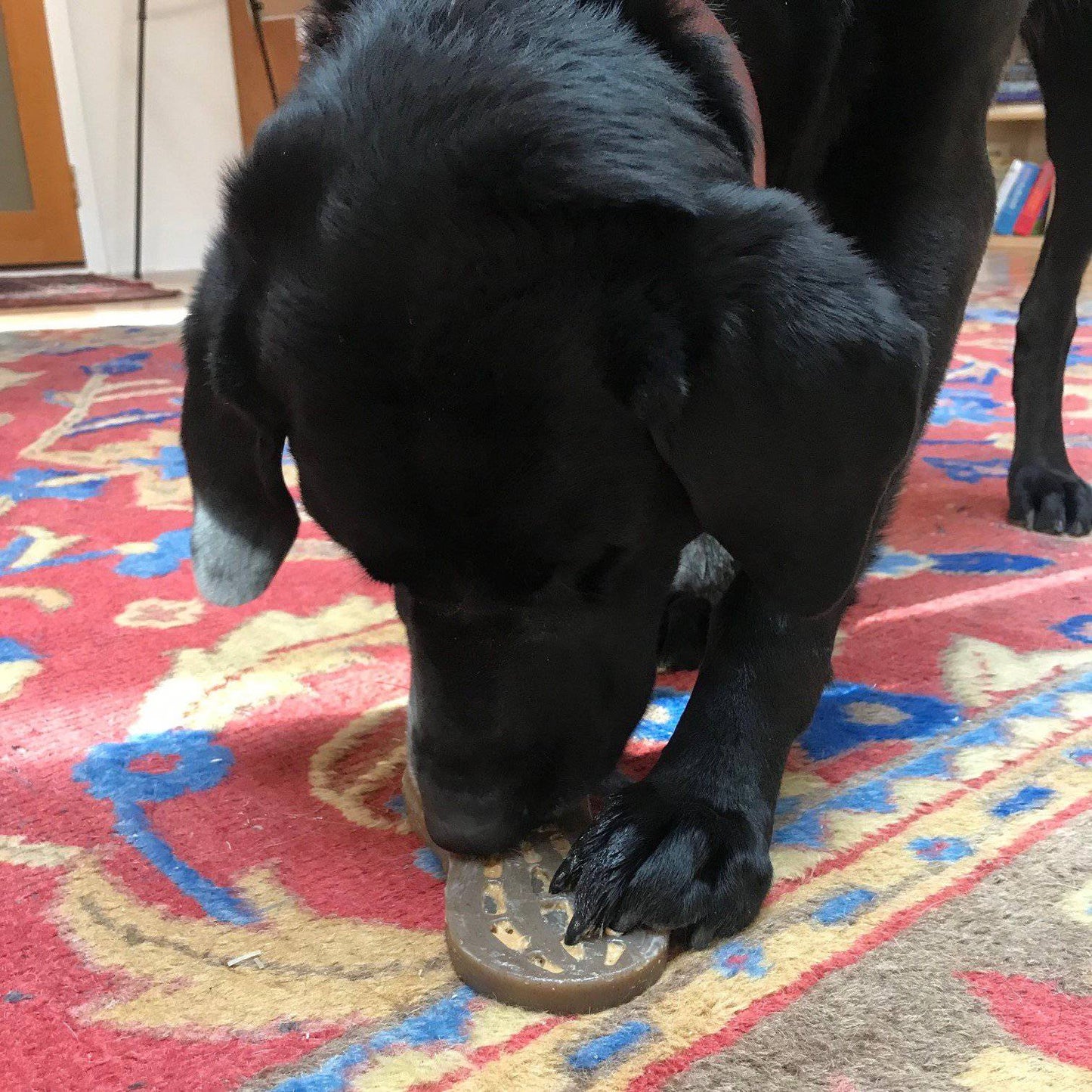 A black dog stands on a colorful rug, holding the Peanut EChew Ultra Durable Nylon Dog Chew Toy by SodaPup under its paw, appearing to sniff or examine it closely. The room is accented with bookshelves and a wooden door in the background, adding charm to this scene of curiosity and play.