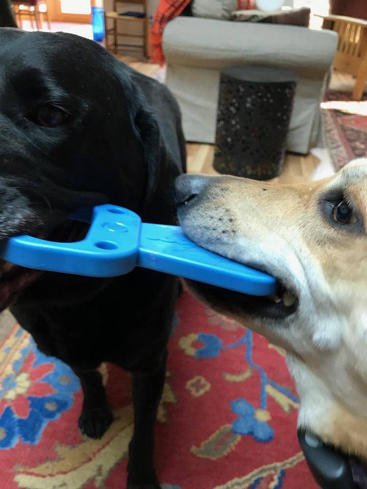 Two power chewers are chewing on a SodaPup Pop Top Pull Tab Ultra Durable Nylon Dog Chew Toy.