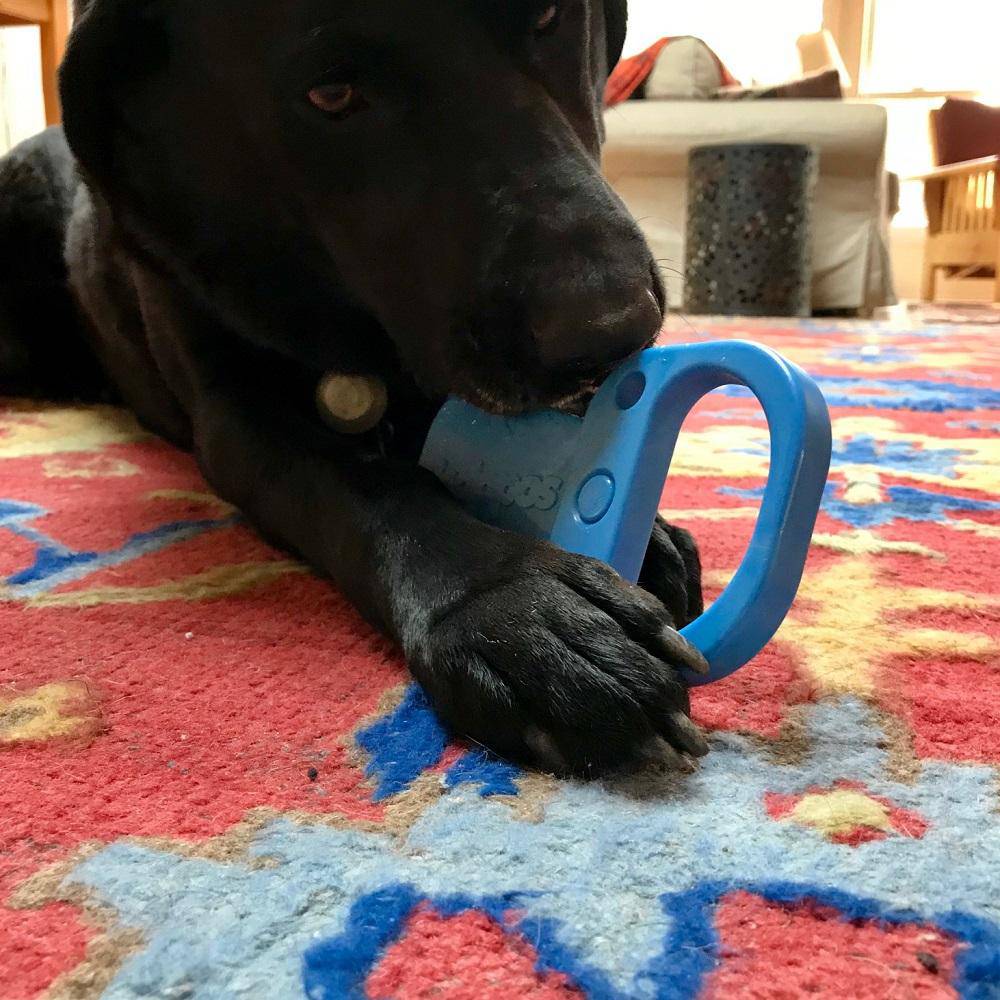 A powerful black dog enthusiastically chews on a SodaPup Pop Top Pull Tab Ultra Durable Nylon Dog Chew Toy.