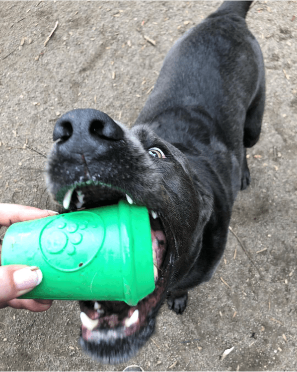 A playful black dog grips the SodaPup Coffee Cup EDispener Durable Rubber Chew Toy and Treat Dispenser held by a person, revealing its teeth and wide-eyed excitement against a dirt-covered ground backdrop.