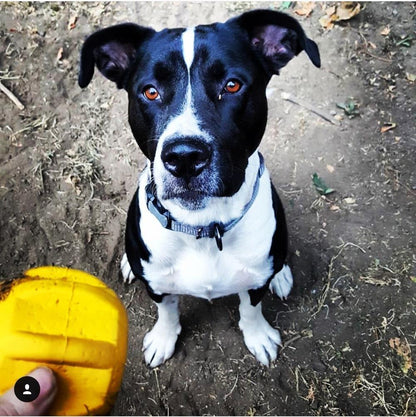 A black and white dog with a collar sits attentively on the dirt ground, eyeing a yellow Gear EDispener Durable Rubber Treat Holder and Chew Toy from SodaPup held by a person. Dry leaves and grass are scattered around.