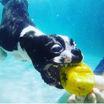 A black and white dog swims underwater, playfully biting a yellow Gear EDispener Durable Rubber Treat Holder and Chew Toy by SodaPup. The image captures the motion and excitement of the dog as it chases the toy in a clear blue pool.