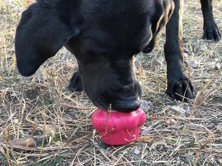 A black dog stands in a dry grassy area, intently chewing on a Cupcake EDispenser by SodaPup, a durable red rubber toy. The dog's face is focused on the expertly designed treat dispenser, while its paws rest firmly on the ground.