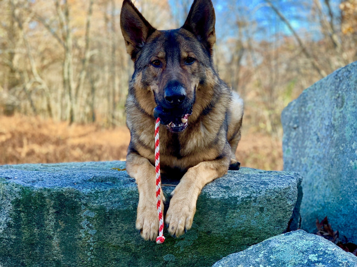 A German Shepherd dog sitting on a rock, with a SodaPup USA-K9 Magnum Skull Durable Rubber Chew Toy, Treat Dispenser, Reward Toy, Tug Toy, and Retrieving Toy - Black Magnum.