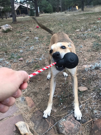 A dog enthusiastically chews on a SodaPup USA-K9 Magnum Skull Durable Rubber Chew Toy, Treat Dispenser, Reward Toy, Tug Toy, and Retrieving Toy - Black Magnum.