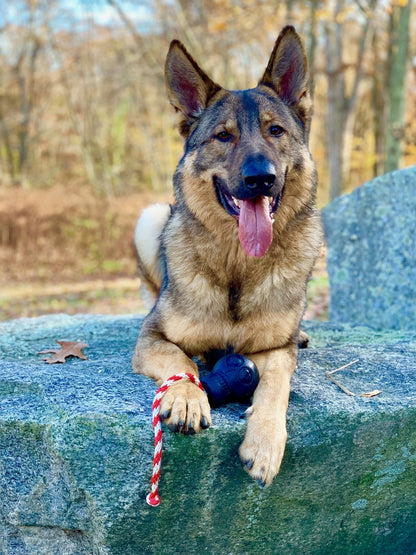 A german shepherd dog sitting on a rock with a SodaPup USA-K9 Magnum Skull Durable Rubber Chew Toy, Treat Dispenser, Reward Toy, Tug Toy, and Retrieving Toy - Black Magnum.