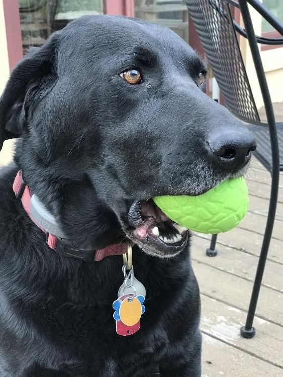 A black Labrador retriever wearing a maroon collar holds a green Dinosaur Egg EDispenser Durable Rubber Chew Toy & Treat Dispenser from SodaPup in its mouth while sitting on a wooden deck. Its dog tags are visible, and there is a black metal chair in the background.