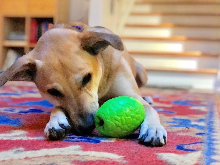 A dog lies on a colorful rug, playfully biting a durable SodaPup Dinosaur Egg EDispenser Rubber Chew Toy & Treat Dispenser. Stairs are visible in the background, adding a homey feel to the scene.