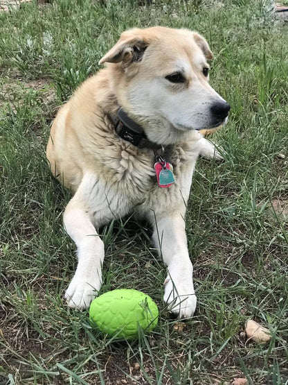 A light brown dog with a black collar and pink tag is sitting on the grass, looking to the side. In front of the dog lies a green textured Dinosaur Egg EDispenser Durable Rubber Chew Toy & Treat Dispenser by SodaPup, perfect for keeping your pet entertained.