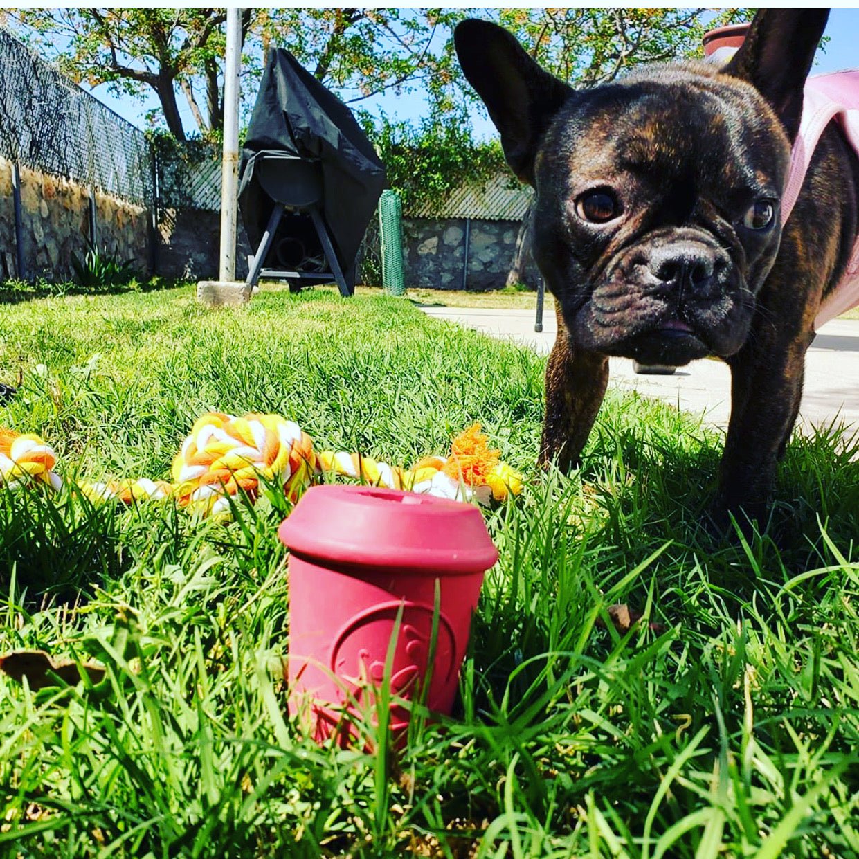 A French bulldog with a pink harness stands on the grass, curiously eyeing a trash-can-shaped pink toy. Nearby, a SodaPup Coffee Cup EDispener Durable Rubber Chew Toy and a colorful rope toy add to the playful scene. In the background, there's a grill and trees.