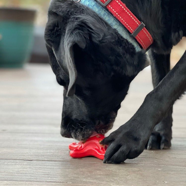 A black dog aggressively chewing on a SodaPup Starfish Ultra Durable Nylon Dog Chew Toy for Aggressive Chewers in red.