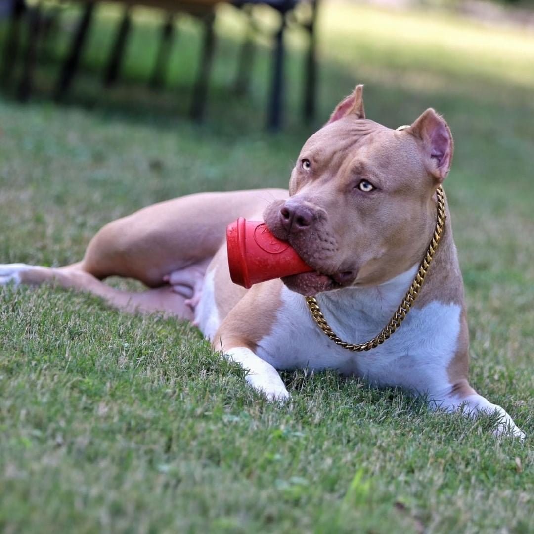 A tan and white pit bull with a gold chain collar lies on the grass, enjoying a Coffee Cup EDispener Durable Rubber Chew Toy and Treat Dispenser from SodaPup in its mouth.