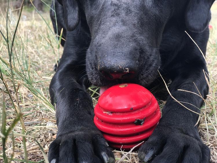 A black lab, a large dog breed known for their strong chewing abilities, joyfully gnawing at a red SodaPup toy designed with dental ridges. This USA-K9 Stars and Stripes Ultra-Durable Rubber Chew Ball is perfect for power chew.