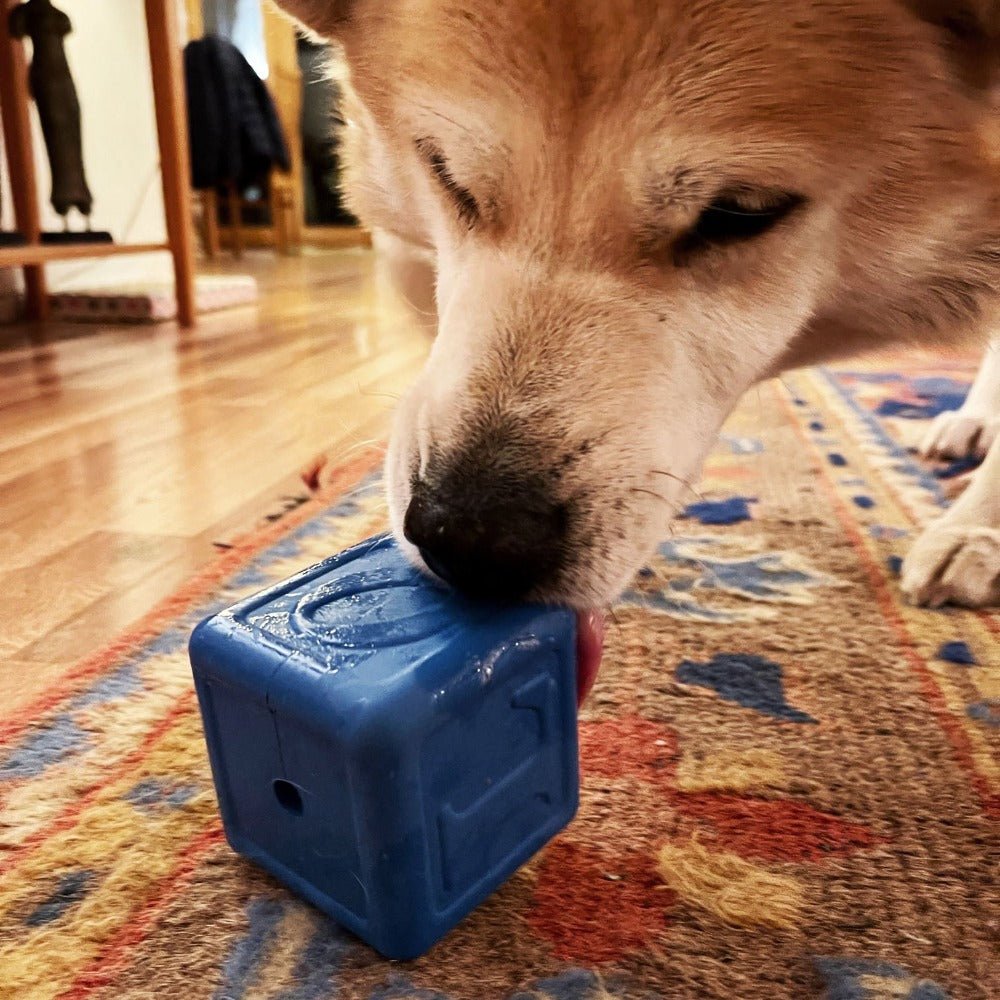 A dog eagerly licks a SodaPup Love Cube EDispenser Durable Rubber Chew Toy & Treat Dispenser on a colorful patterned rug. The room, with its wooden flooring and furniture in the background, adds coziness to the scene.