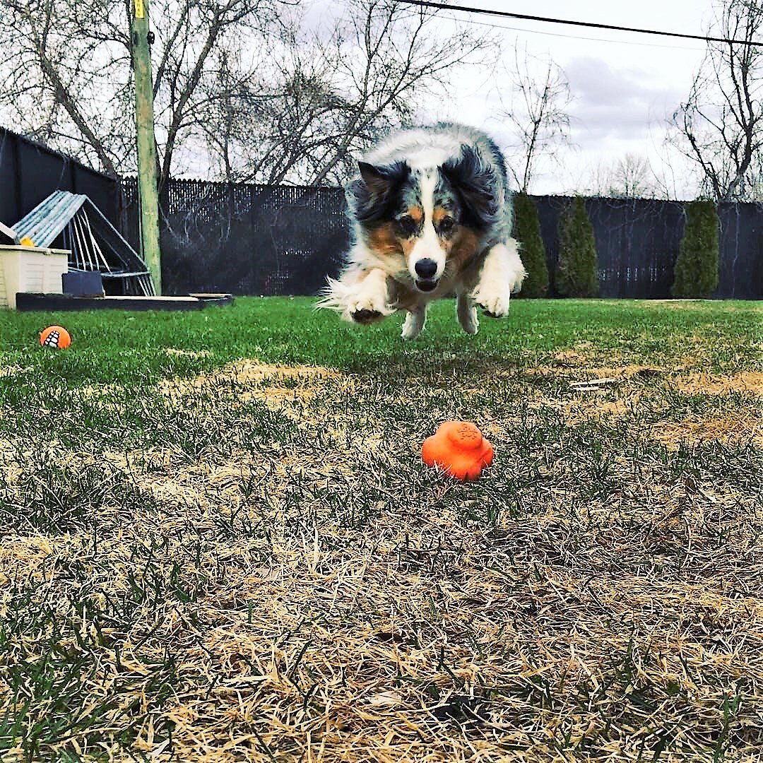 A power-chewer dog chasing a Crazy Bounce Ultra Durable Rubber Chew & Retrieving Toy by SodaPup in a yard.