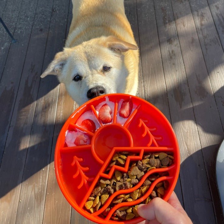 A dog eagerly looks up at a bright orange Great Outdoors Design EBowl Enrichment Slow Feeder Bowl for Dogs, made by SodaPup, being held by a person. The dish is divided into sections containing strawberries, meat, and kibble—promoting healthy slower eating. Both the dog and the dish are on a wooden deck with sunlight casting shadows.