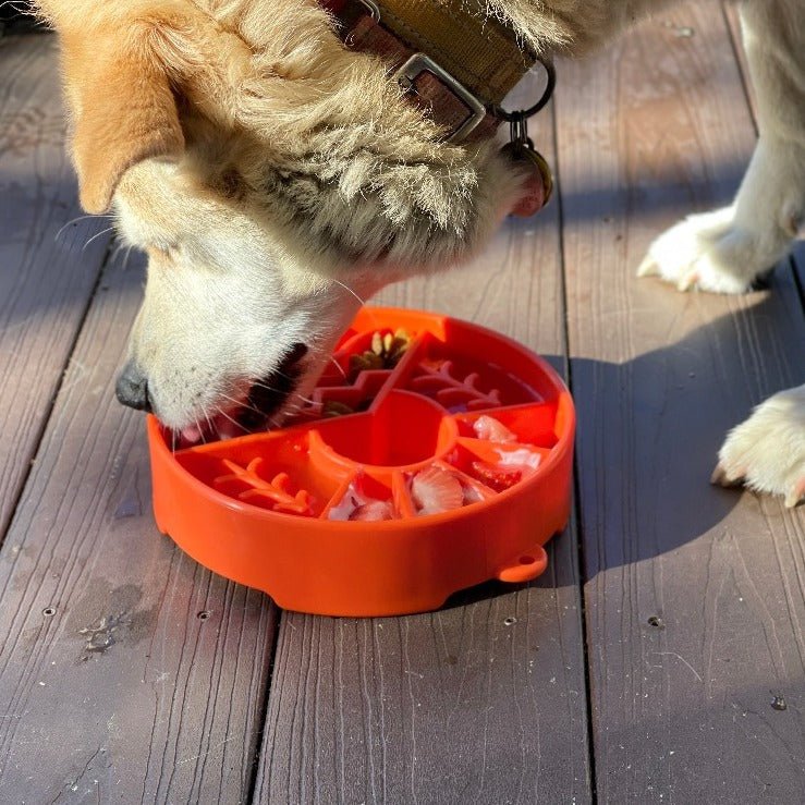 A dog, wearing a collar, is eating from an orange SodaPup Great Outdoors Design EBowl Enrichment Slow Feeder Bowl for Dogs on a wooden deck. The bowl has multiple compartments to promote healthy, slower eating. Sunlight casts shadows on the deck, highlighting the dog's fur and the bowl.