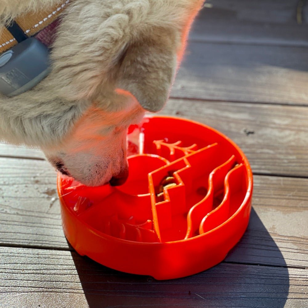 A dog wearing a collar is eating from a red Great Outdoors Design EBowl Enrichment Slow Feeder Bowl for Dogs by SodaPup, placed on a wooden surface. The slow feeder bowl features various compartments and pathways designed to promote healthy, slower eating. The scene is lit by natural sunlight.