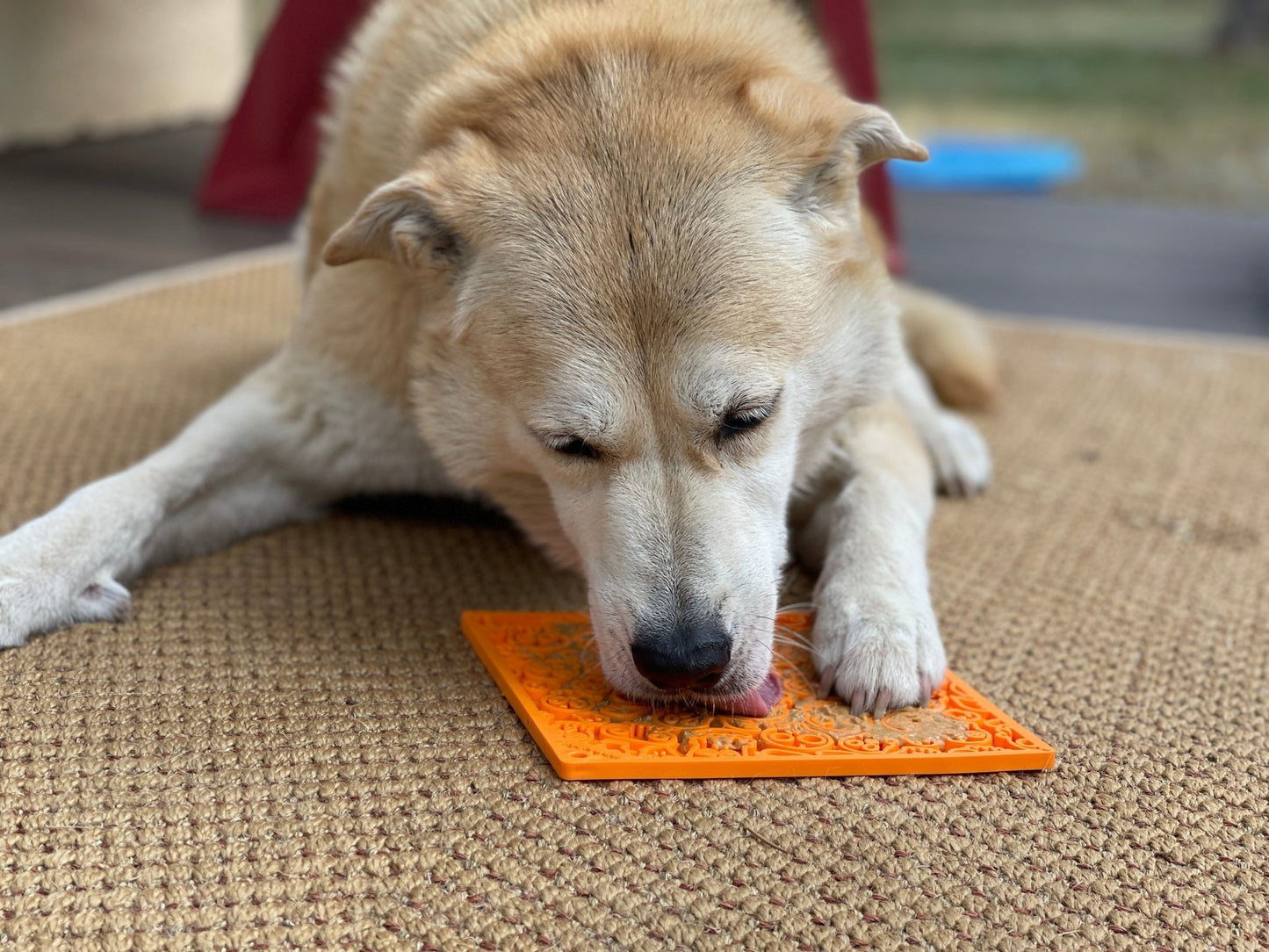 A dog engaging in enrichment by calmly licking a Zombie Design Emat Enrichment Lick Mat by SodaPup.