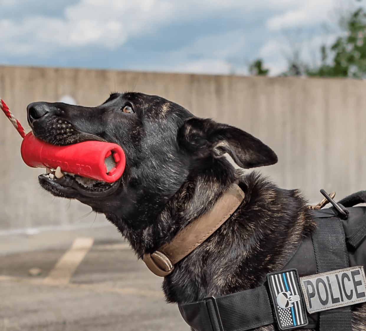 A black dog with a USA-K9 Firecracker Durable Rubber Floating Training Dummy - Large - Red by SodaPup in its mouth.