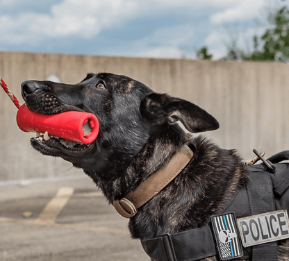 A black dog with a USA-K9 Firecracker Durable Rubber Floating Training Dummy - Large - Red by SodaPup in its mouth.