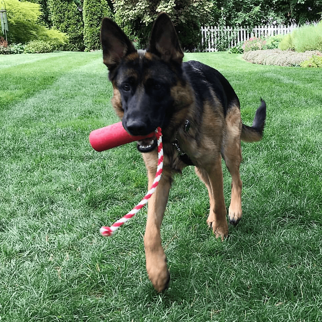 A German shepherd dog running with a SodaPup USA-K9 Firecracker Durable Rubber Floating Training Dummy - Large - Red in its mouth.