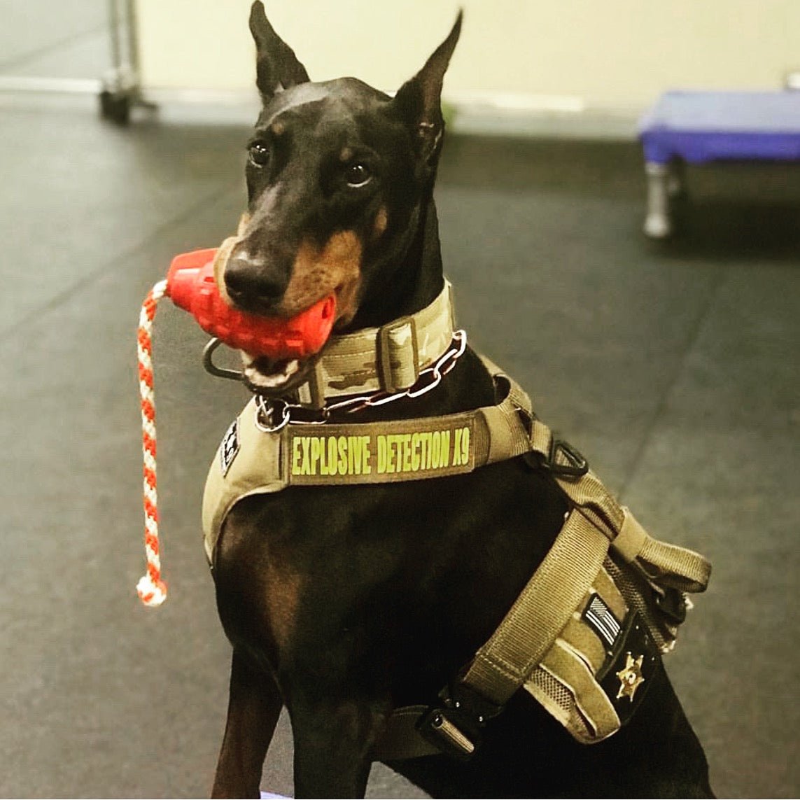 A powerful chewer doberman with a red SodaPup USA-K9 Magnum Grenade Durable Rubber Chew Toy, Treat Dispenser, Reward Toy, Tug Toy, and Retrieving Toy - Black Magnum in his mouth.