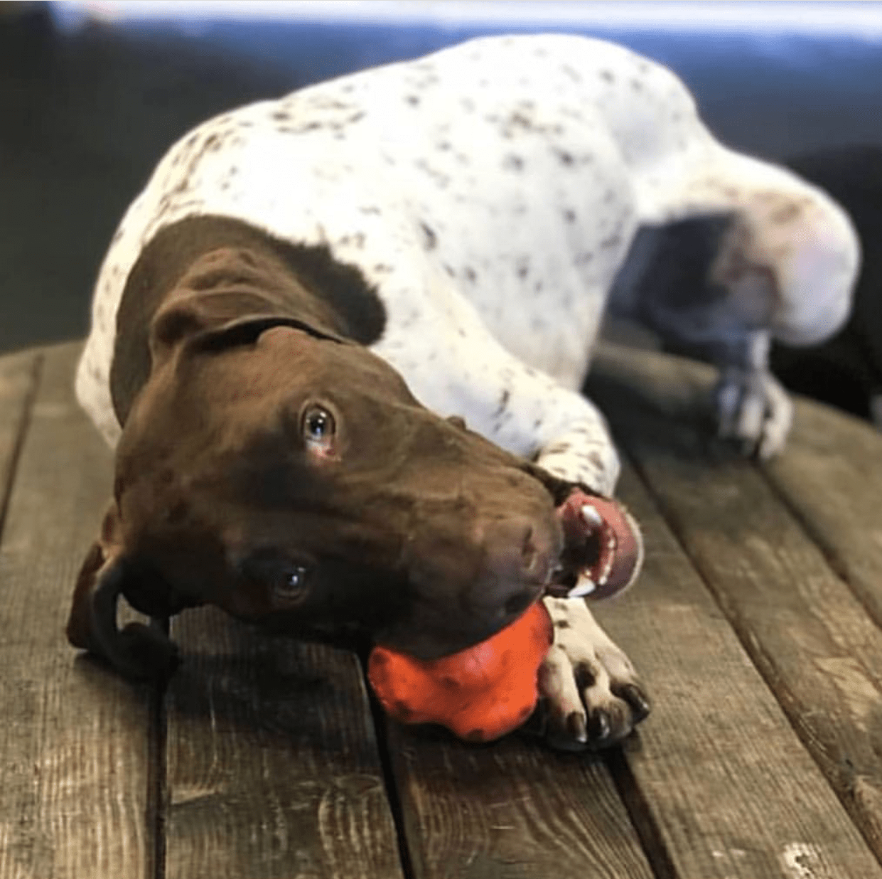 A brown and white dog laying on a wooden table with a SodaPup Crazy Bounce Ultra Durable Rubber Chew & Retrieving Toy, a natural, power-chewers' toy.