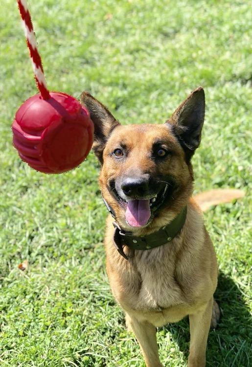 A power-chewer large dog is playing with a SodaPup USA-K9 Stars and Stripes Ultra-Durable Rubber Chew Ball.