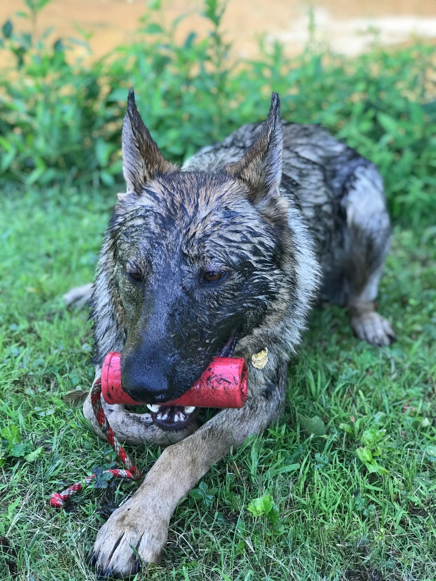 A German shepherd dog enthusiastically chewing on a SodaPup USA-K9 Firecracker Durable Rubber Floating Training Dummy - Large - Red.