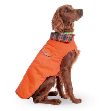 An Up Country Orange Field Coat-clad dog sitting on a white background.