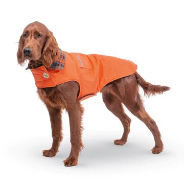 A brown dog wearing the Up Country Orange Field Coat with reflective details and harness opening.