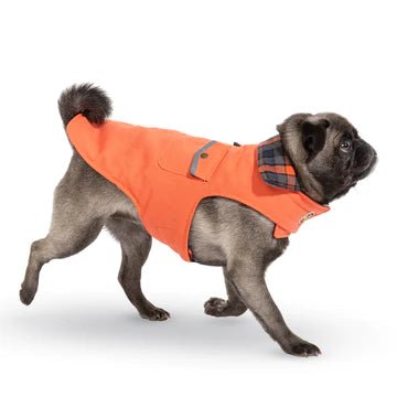 A pug stylishly donning an Up Country Orange Field Coat with a convenient harness opening.