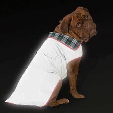 An Up Country reflective jacket-wearing dog.