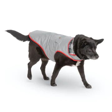 A dog wearing an Up Country reflective jacket for nighttime walks.