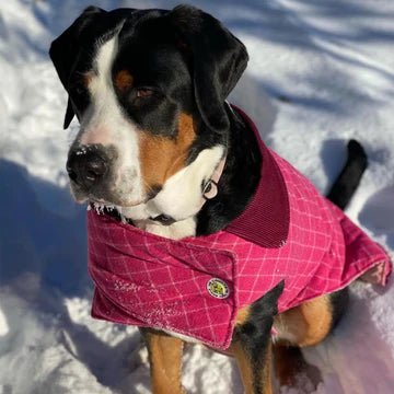 A dog fashionably donning an Up Country Pink Tweed Coat in the snow.