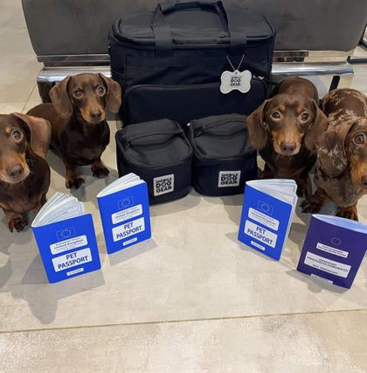 Four dachshunds sitting neatly on a floor beside a Mobile Dog Gear Small Week Away® Tote Bag, each with a pet passport in front of them, ready for travel.