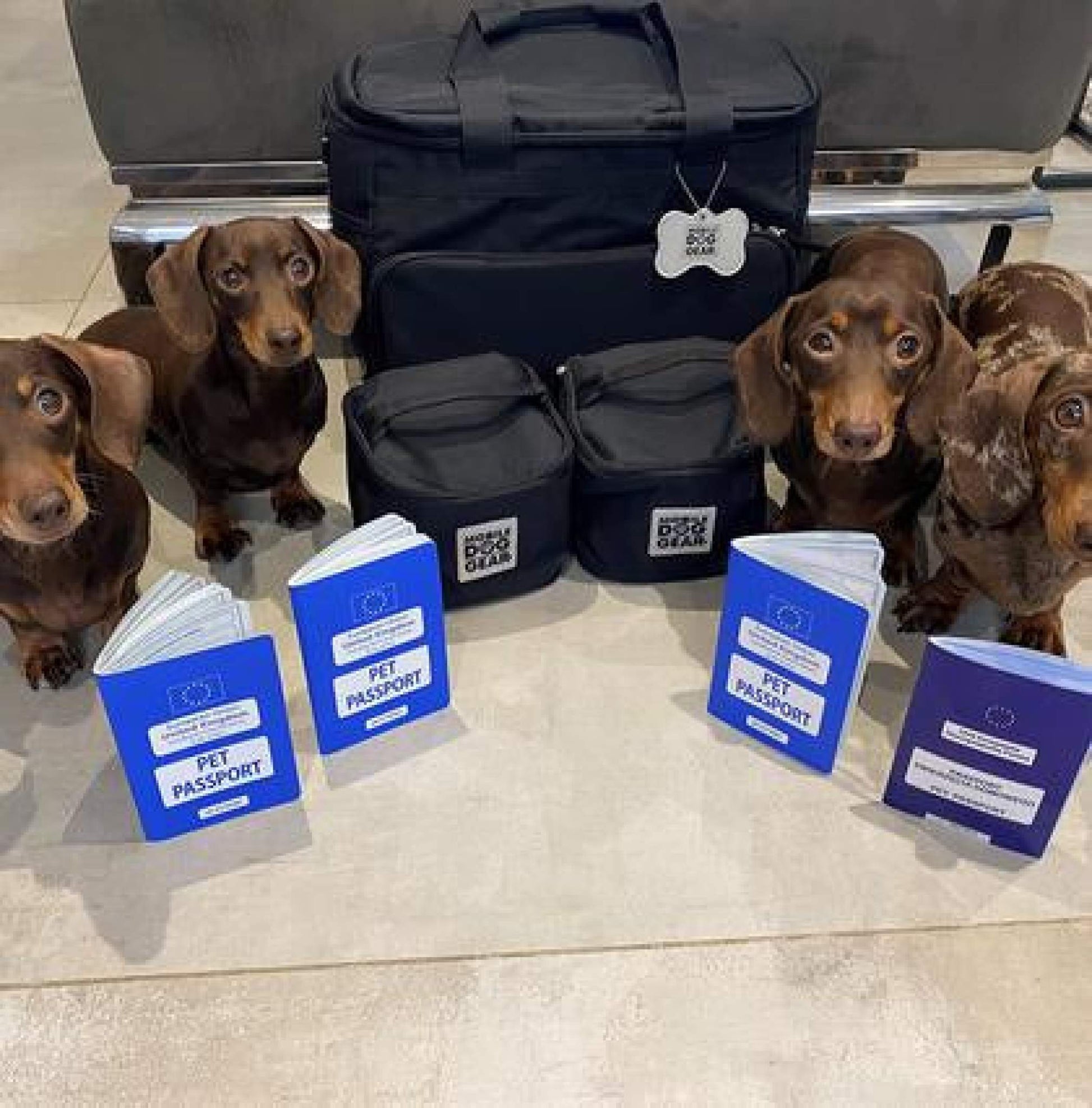 Four dachshunds sitting neatly on a floor beside a Mobile Dog Gear Small Week Away® Tote Bag, each with a pet passport in front of them, ready for travel.